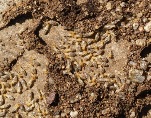 subterranean termites