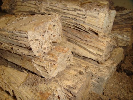 termite damaged wood