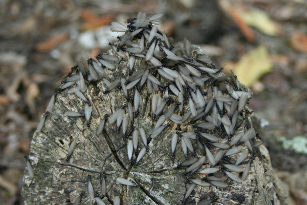 termites-alates termite-alates-on-wood