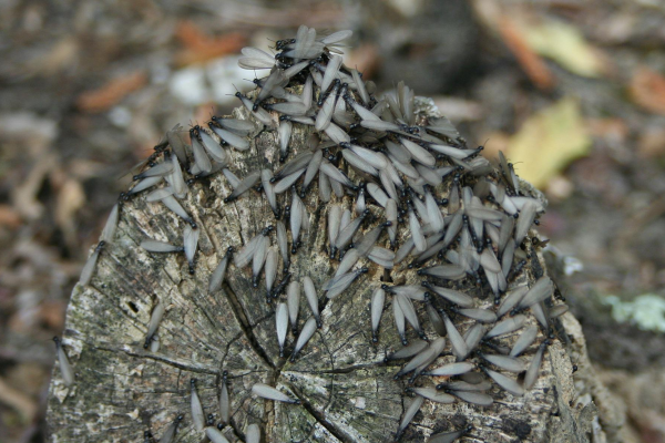 termite-alates-on-wood