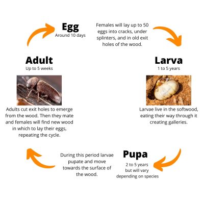 Anobiid beetle life cycle